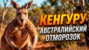 КЕНГУРУ: Австралийский отморозок с сумкой | Интересные факты про Кенгуру!