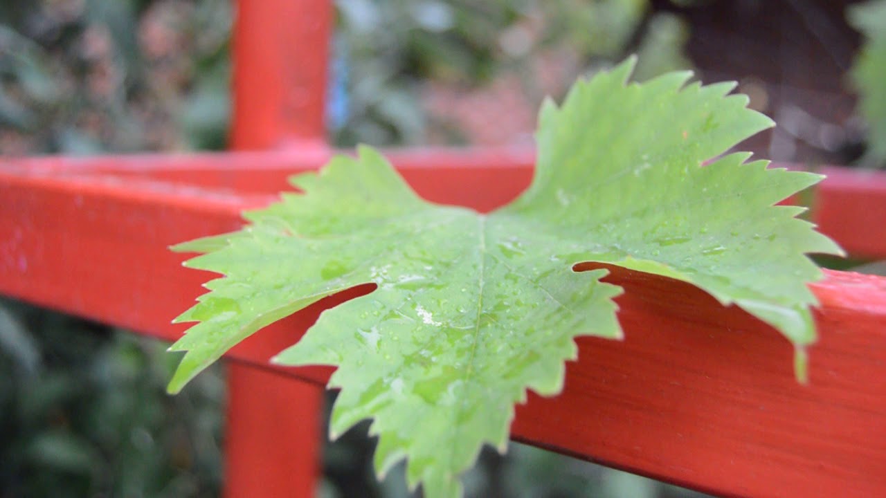 as rain dripping on the leaves of Apple and grapes | как дождь капает на листья яблони и винограда смотреть онлайн