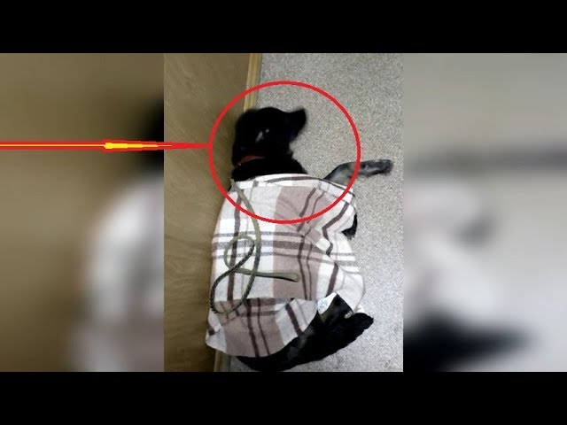 Девочка позвонила маме и рассказала о собаке, которая уходит из жизни прямо на ее глазах.. смотреть онлайн