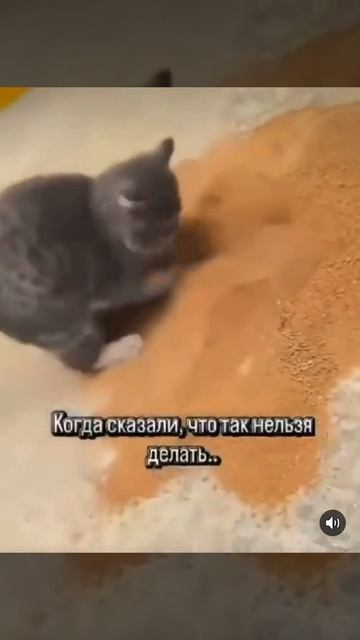 Суеты навёл