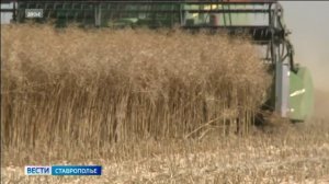 На Ставрополье началась уборка озимого рапса