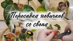 Пересадка новичков со свопа. Фитильный полив и не только