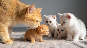 Кошка-мать и ее четверо котят приняли нового крошечного члена семьи