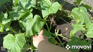В огороде,огурцов нет,кабачки есть.Хочу Хосты и побольше