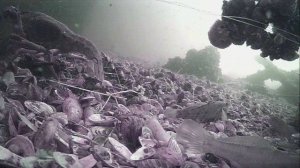 1000021443.mp4Волга гл.2м.09.07.2026г.