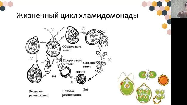 ЕГЭ 2021 по биологии | 27-е задание №1 | Ясно Ясно ЕГЭ смотреть онлайн