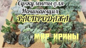 СУККУЛЕНТЫ ДЛЯ НАЧИНАЮЩИХ ● РАСПРОДАЖА ●●●