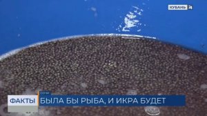 «Дойку» осетров успешно провели на племенном форелеводческом заводе в Сочи
