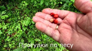 Прогулки по лесу. Зашел в лес с правой стороны дороги. Земляника.