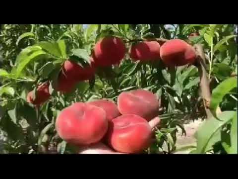 ПРОДУКЦИЯ и саженцы опт и розница смотреть онлайн