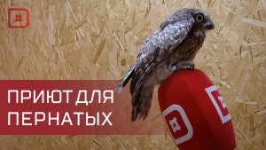 Соколиный центр в заповеднике «Дагестанский» спасает птиц