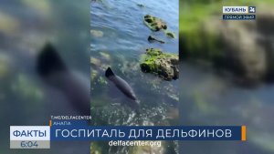 В Анапе готовят к запуску стационар для помощи дельфинам