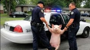 🚨УГАРНЫЕ МОМЕНТЫ С ПОЛИЦЕЙСКИМИ, ПОПАВШИЕ НА КАМЕРУ👮