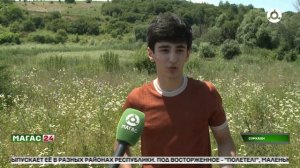 Около полусотни диких фазанов выпустили на волю