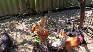 Доброе утро курочки