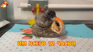 Два крошечных цыплёнка раньше срока Амераукана и Легбар начинают новую жизнь (2)