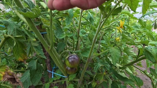 ОГОРОДНЫЙ ТРУДОВОЙ ДЕНЬ: ПОЛНЫЙ ЗАВАЛ И ЩЕДРЫЙ УРОЖАЙ! 🥒🍓🍒🫐 смотреть онлайн