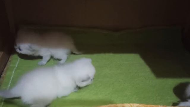 Шотландские котята из питомника 
