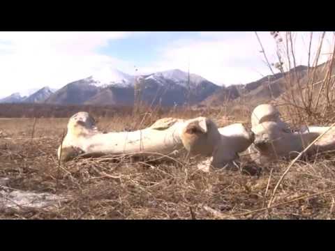 Волки смотреть онлайн