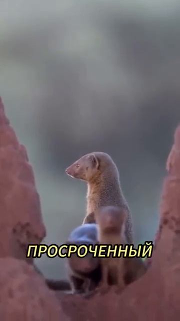 Мангуст смотреть онлайн