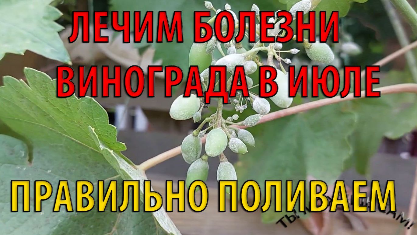 Лечение, Профилактика, Полив Винограда в Июле