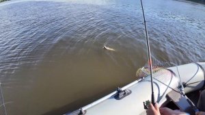06.07.2026 ловили судачков на воблеры и попперы с лодки(4К)