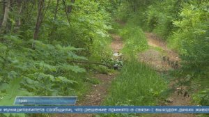 08.07.2026 Двух медведей отстрелили в Поронайском районе