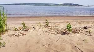 Тополя растут на песке/Продолжение отдыха на Волге/Простая жизнь в провинции/Россия 🇷🇺