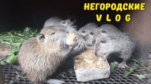 НУТРИИ. Решил сэкономить на зерне. 05.07.26