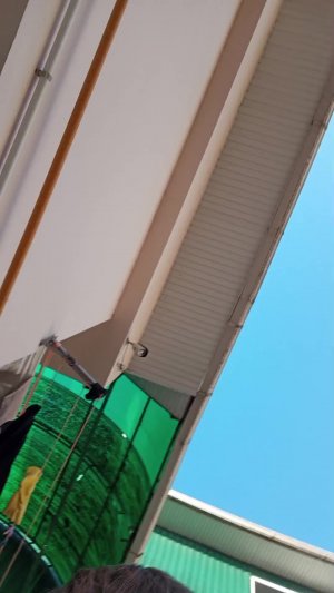 культ новки