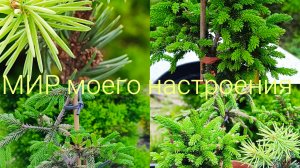 05.2026 Новые ёлочки из Краснодара обзор растений,часть 1.