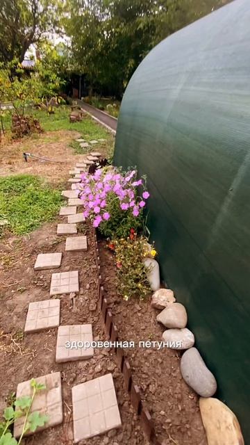 Наши первые помидорки!