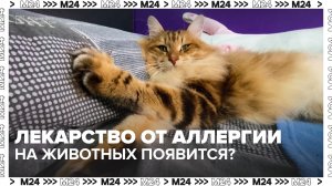 Лекарство от аллергии на животных может появиться в России — Москва 24