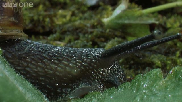 Snails Time-lapse - The Great British Year_ Episode 3 Preview - BBC смотреть онлайн