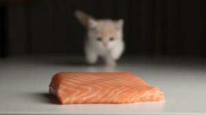 АСМР Леопардовые кошки и коротконогие котята съели лосося и крысёнка