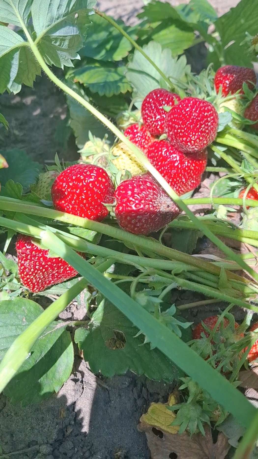 Клубничный рай: столько сладости в одном кадре!🍓Урожай, от которого кружится голова😁🌞🥰#клубника