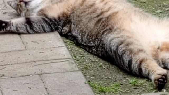 Барсик и другие котики
