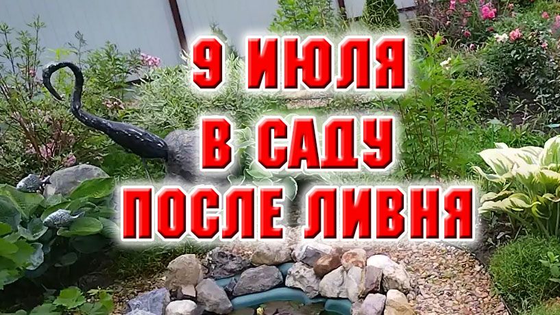 9 июля. После сильного ливня работаю на клумбах