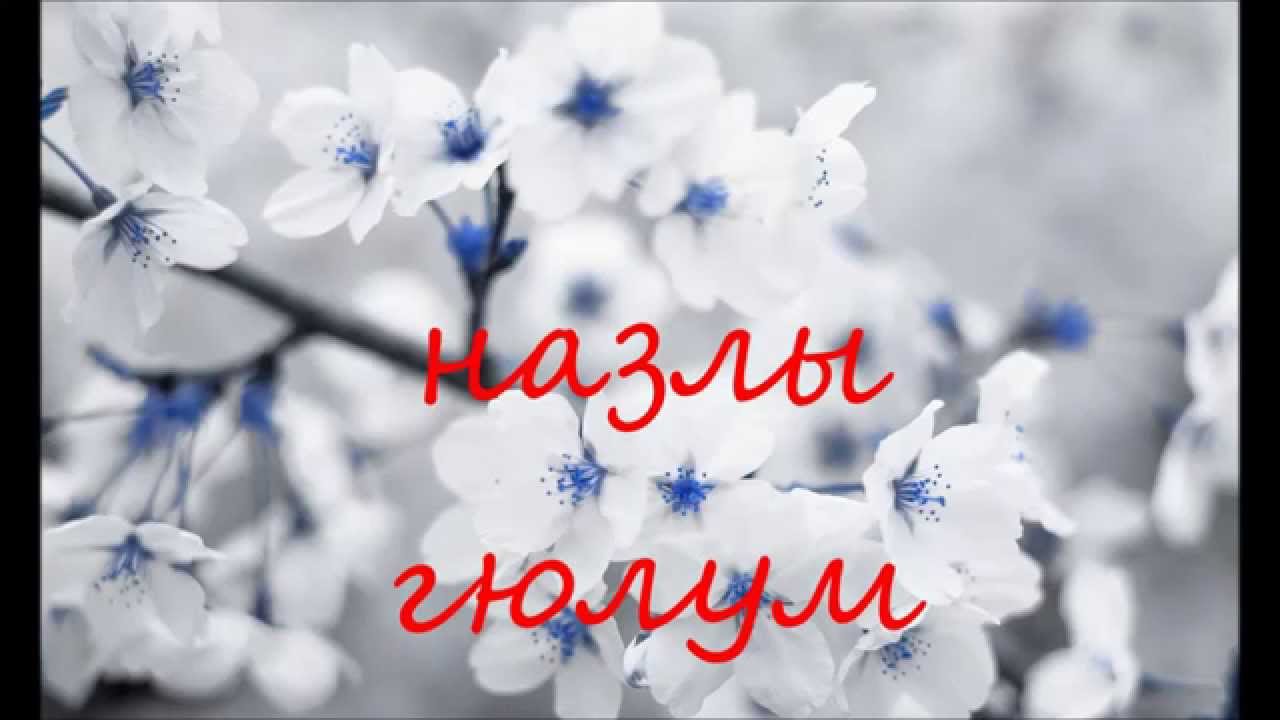 Муса Мусаев......"НАЗЛЫ ГЮЛУМ" ПОЕТ Джафар Анагиев смотреть онлайн