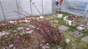 10-Дача.. Клубника зачищена)))30.04.23-01.05.23.