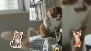 Немного позитива от кошек...
