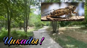 Геленджик-Ейск-Новороссийск ! Почему я не морозила раньше, СЛЕДУЮЩИЙ ЭТАП, цикады и многое другое !