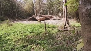 Звук природы. Пение птицы Золотистоклювый сальтатор на болоте