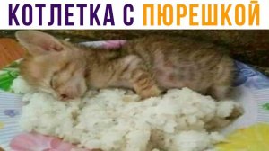 КОТлетка с пюрешкой))) Приколы с котами
