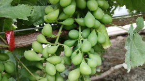 ПРОМЕТЕЙ!🍇🍇🍇 СУПЕР НОВИНКА ОТ КАЛУГИНА ОТ КАЛУГИНА! Telegram, WhatsApp, Vlber и MAX +79528500417.