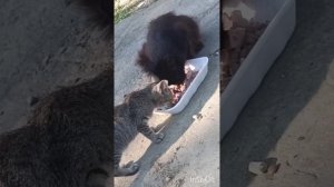 Песня Новый Черный кот и Приметы