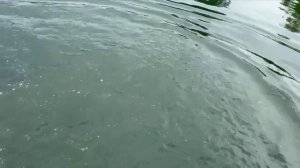 42594.mp4