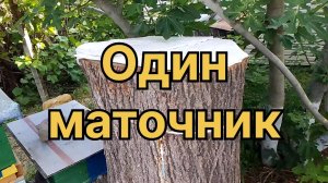 Один маточник