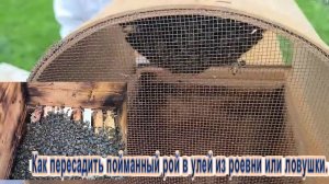 Пчёлы. Как пересадить пойманный рой в улей из роевни или ловушки. Будни пчеловода. Пчеловодство.