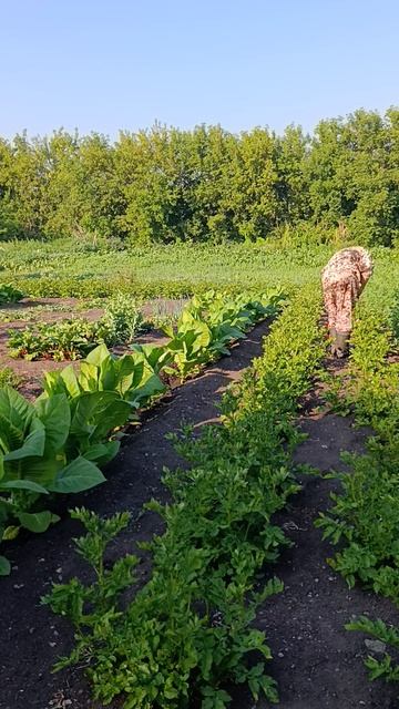 Боремся с колорадским жуком